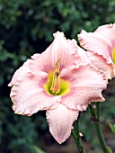 HEMEROCALLIS CORINTHIAN PINK