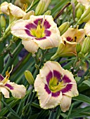 HEMEROCALLIS CUSTARD CANDY