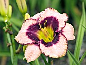 HEMEROCALLIS DARING DECEPTION