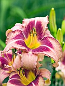 HEMEROCALLIS DESIGNER JEANS