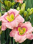 HEMEROCALLIS ELEGANT CANDY