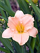 HEMEROCALLIS ELIZABETH SALTER