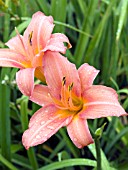 HEMEROCALLIS EVELYN CLAAR