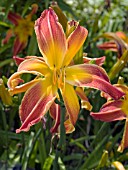 HEMEROCALLIS FIRESTORM