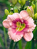 HEMEROCALLIS FLAMINGO FANSTASY