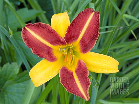 HEMEROCALLIS_FRANS_HALS