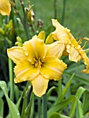 HEMEROCALLIS GOLDEN SCROLL