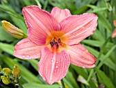 HEMEROCALLIS HOT TODDY