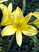 HEMEROCALLIS HYPERION