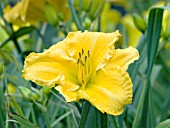 HEMEROCALLIS JEN MELON