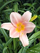 HEMEROCALLIS JINGLE SHELL