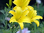 HEMEROCALLIS LUTEOLA