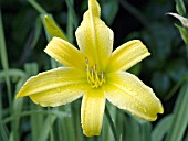 HEMEROCALLIS MIDWEST MAJESTY