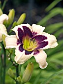 HEMEROCALLIS MOONLIGHT MASQUERADE