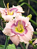 HEMEROCALLIS MYSTICAL RAINBOW