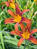 HEMEROCALLIS NASHVILLE STAR