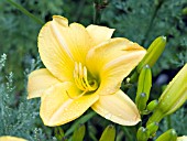 HEMEROCALLIS NOAHS ARK