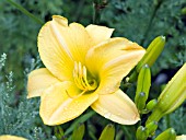 HEMEROCALLIS NOAHS ARK