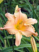 HEMEROCALLIS OLALLIE MACK