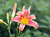 HEMEROCALLIS PENELOPE STOUT