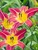 HEMEROCALLIS PETITE