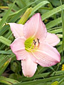 HEMEROCALLIS PINK LAVENDER APPEAL