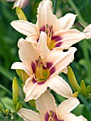 HEMEROCALLIS PRAIRIE CHARMER