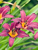 HEMEROCALLIS PROPHET