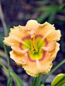 HEMEROCALLIS PUMPKIN KID