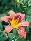HEMEROCALLIS RAJAH