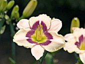 HEMEROCALLIS RASPBERRY CANDY