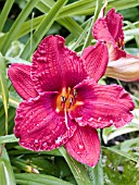 HEMEROCALLIS RASPBERRY WINE