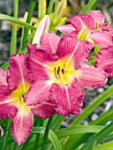 HEMEROCALLIS ROMANTIC RETURNS