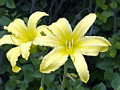 HEMEROCALLIS ROYS YELLOW