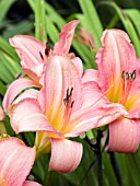 HEMEROCALLIS SHELL PINK