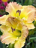 HEMEROCALLIS SMUGGLERS GOLD