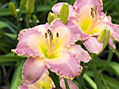 HEMEROCALLIS SPIRITUAL CORRIDOR