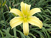 HEMEROCALLIS STARFISH