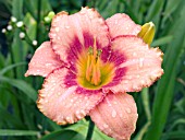 HEMEROCALLIS STRAWBERRY CANDY