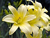 HEMEROCALLIS TETRINAS DAUGHTER