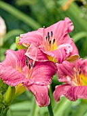 HEMEROCALLIS VERA BIAGLOW