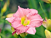 HEMEROCALLIS WOODSIDE ROMANCE