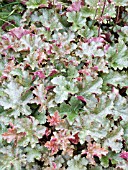 HEUCHERA MICRANTHA CHOCOLATE RUFFLES