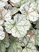 HEUCHERA MOCHA MINT