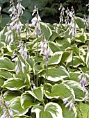 HOSTA ANTIOCH