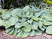 HOSTA BIG MAMA