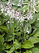 HOSTA FORTUNEI OBSCURA