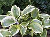 HOSTA MONTANA AUREOMARGINATA