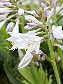 HOSTA WHIRLWIND FLOWER