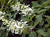 HYDRANGEA PANICULATA FLORIBUNDA